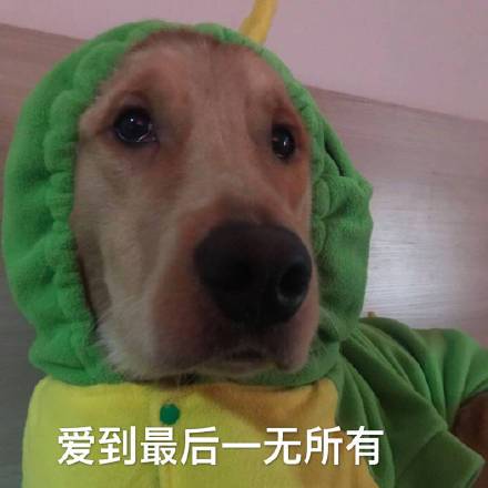 狗狗的表情包,狗狗的表情包是什么意思,绿帽狗爱到最后一无所有的表情包是个啥意思？