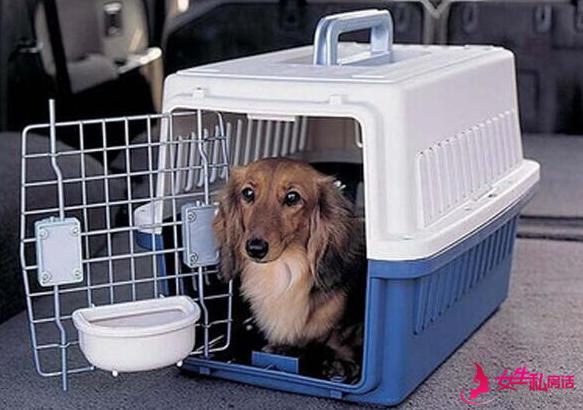 狗狗怎么托运,狗狗怎么托运到外省,坐飞机想托运狗狗要怎么弄啊？