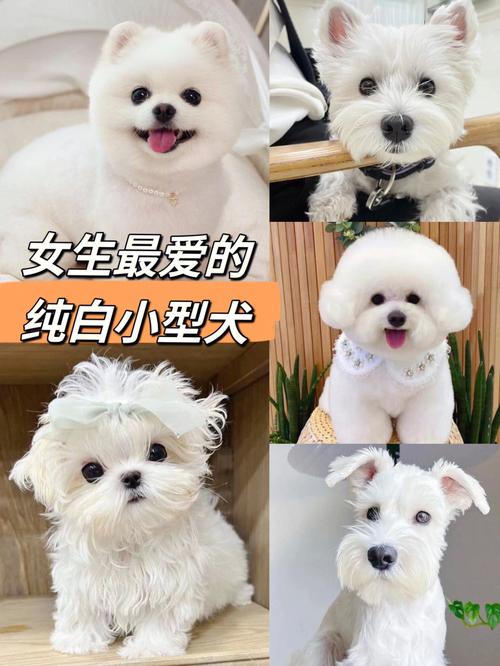 白色的狗狗,白色的狗狗有哪些品种,全身都是白色的狗是什么样子？
