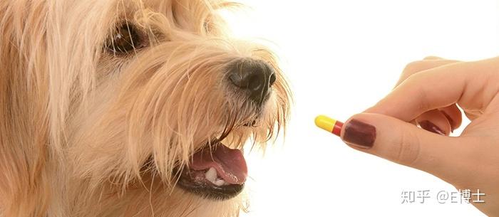 狗狗怎么吃药,狗狗怎么吃药片,有谁知道喂狗吃药的方法呢？