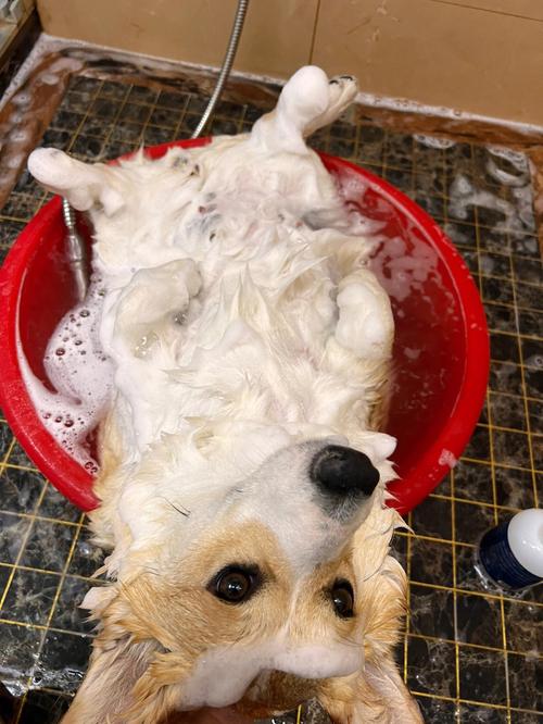 怎么给狗狗洗澡,怎么给狗狗洗澡才听话,给狗狗洗澡的方法和步骤？