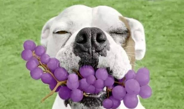 狗狗 葡萄,狗狗葡萄能吃吗?,狗狗吃了葡萄后老伸舌头张嘴喘气和吃葡萄有关系吗？