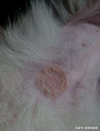 狗狗 真菌,狗狗真菌感染皮肤病最佳治疗方案,狗狗真菌感染老不好？