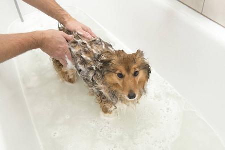 狗狗洗澡用什么,狗狗洗澡用什么洗最好,一般给狗洗澡用什么洗？