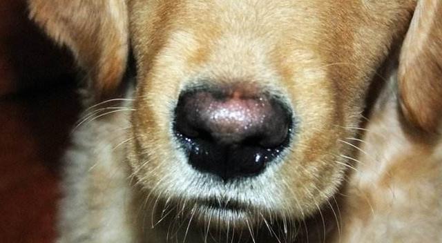 狗狗的鼻子,狗狗的鼻子干燥是什么原因,犬的鼻子为什么那么发达？
