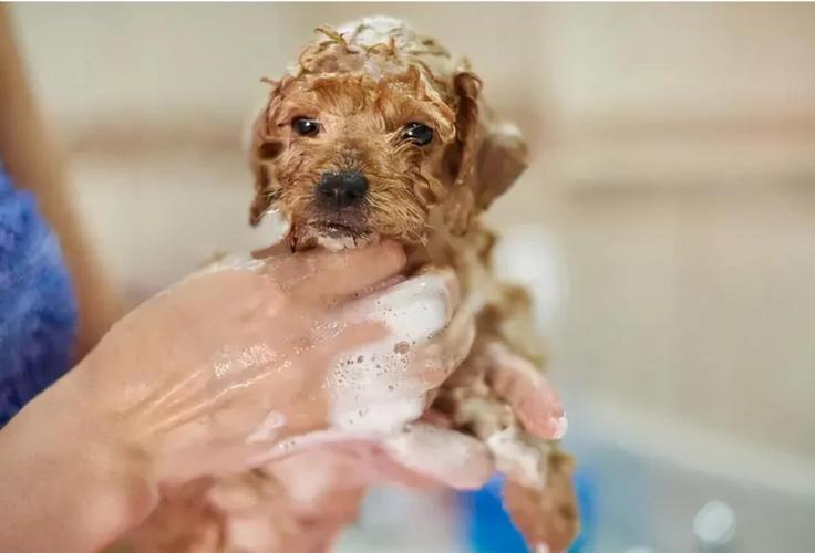 狗狗洗完澡,狗狗洗完澡多久可以体外驱虫,刚出生的小狗洗了澡怎么办？