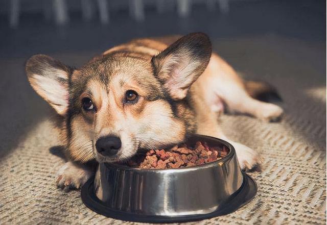 狗狗吃什么比较好,十年的狗狗吃什么比较好,狗狗可以吃胡萝卜炖排骨么？