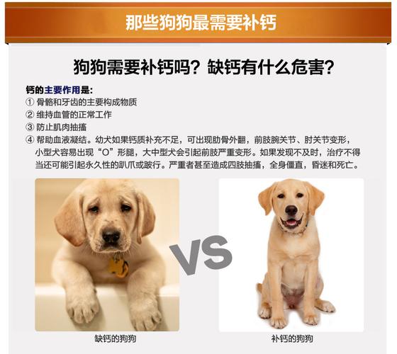 狗狗吃什么补钙,狗狗吃什么补钙最快最好,狗狗缺钙吃什么，哪些食物适合狗狗补钙？
