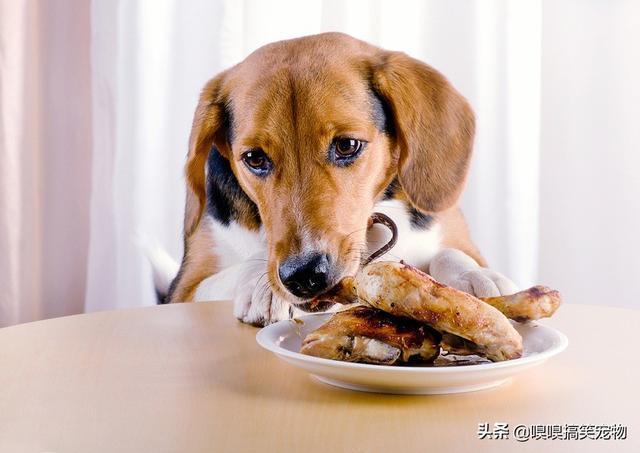 狗狗吃什么肉,狗狗吃什么肉比较好,狗狗可以吃猪肉吗？