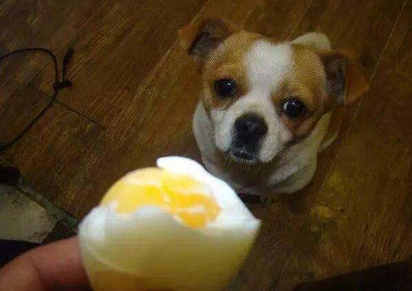 狗狗吃鸡蛋,狗狗吃鸡蛋好不好,为什么小狗爱吃鸡蛋？