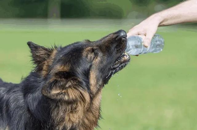 狗狗喝什么水,狗狗喝什么水最健康,狗喝白开水好还是矿泉水好？