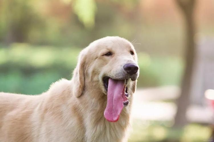 狗狗吐舌头,狗狗吐舌头喘气是什么意思,狗狗伸舌头什么意思？