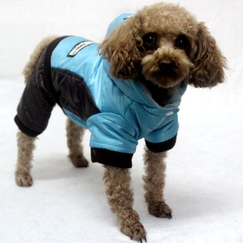 狗狗怎么保暖,狗狗怎么保暖才算保暖好,40天小狗冬天怎么保暖？