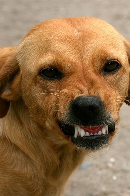怎么教训狗狗,怎么教训狗狗才会听话,为什么打狗 狗会龇牙咧嘴？