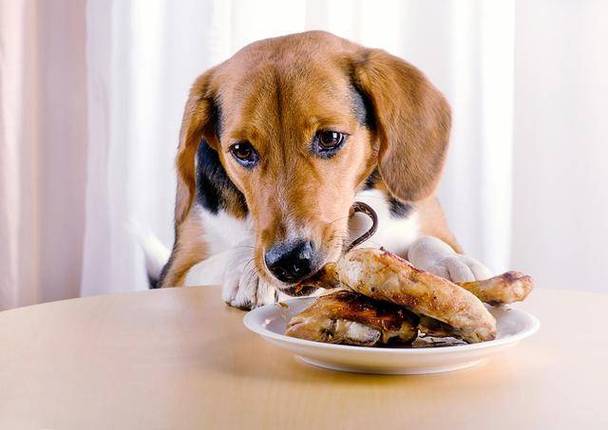 狗狗吃多了,狗狗吃多了会有什么反应,狗吃肉吃多了会怎么样？