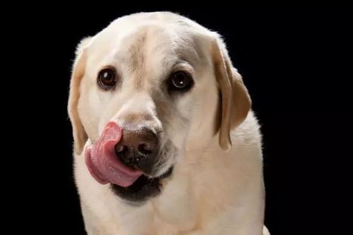 狗狗为什么喜欢舔,狗狗为什么喜欢舔主人,为什么狗狗喝水是用舔的？