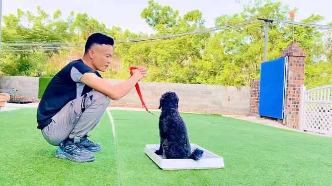 小狗狗怎么训练,小狗狗怎么训练去固定地方尿,什么时候训练泰迪最佳？