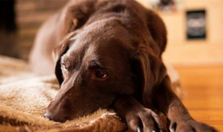 狗狗巧克力,狗狗巧克力中毒的症状,狗狗可以吃巧克力吗？