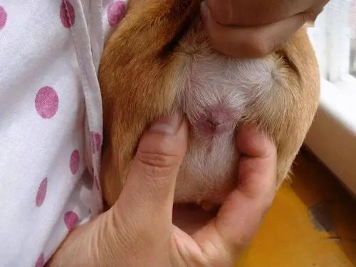 狗狗肛门腺,狗狗肛门腺怎么挤,狗狗的肛门腺具体位置在哪里？