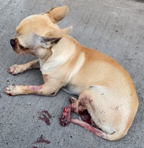 狗狗被车撞,狗狗被车撞了内伤的表现,狗狗被车撞伤了应该怎么赔偿？