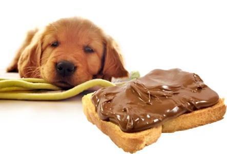 狗狗 巧克力,狗狗巧克力中毒的症状,狗狗可以吃可可脂吗？