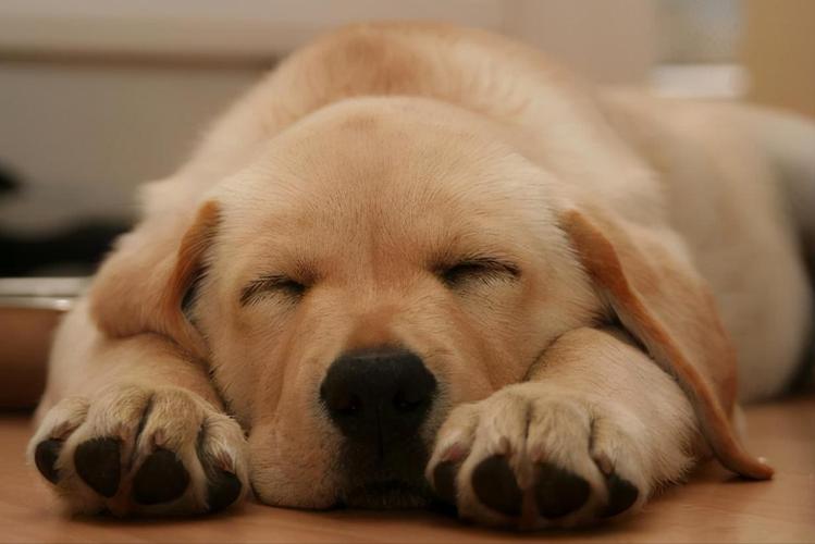 狗狗喜欢睡觉,狗狗喜欢睡觉正常吗,我家狗狗为什么成天到晚都在睡觉？它真的很累么？