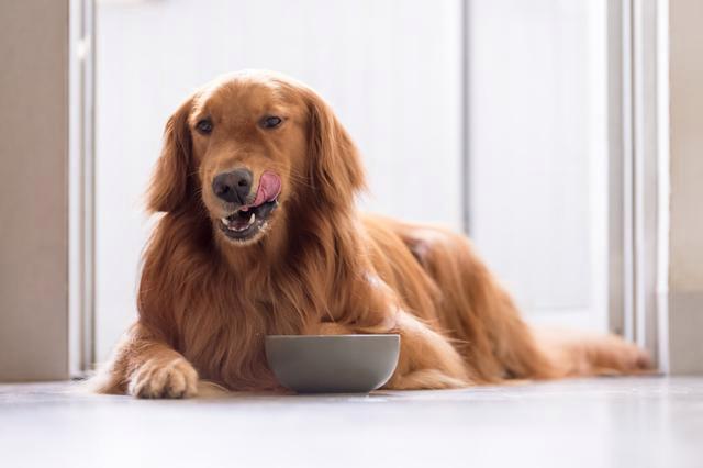 狗狗吃什么好消化,狗狗吃什么好消化,对肠胃好,狗长期吃玉米面好吗？