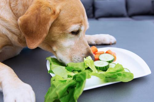 狗狗喜欢吃什么,狗狗喜欢吃什么蔬菜,小狗为什么喜欢吃甜的啊？