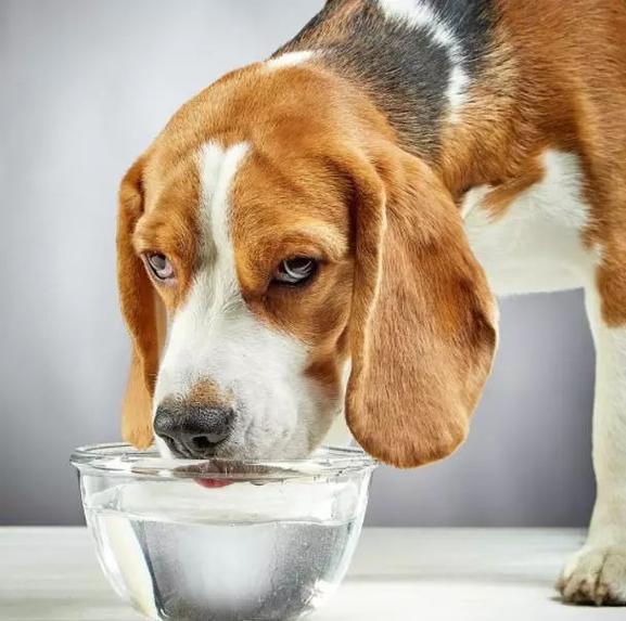 狗狗不喝水,狗狗不喝水怎么回事,狗狗喝水少怎么办？