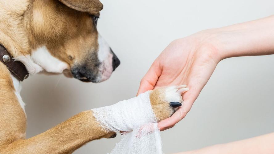 狗狗伤口怎么处理,狗狗伤口怎么止血,用什么药小狗伤疤痊愈的快？