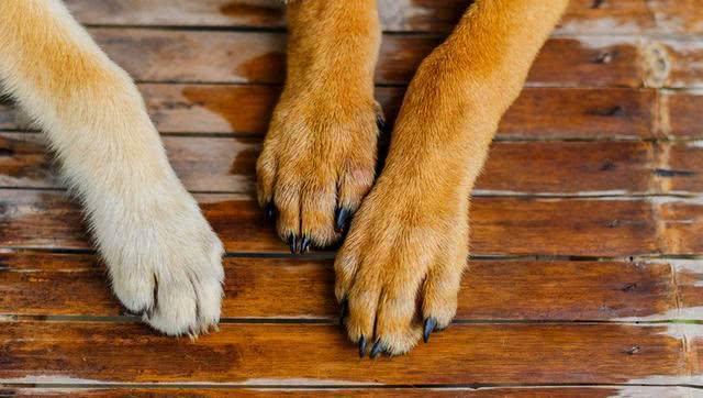 狗狗的爪子,狗狗的爪子有狂犬病毒吗,动物的爪子是什么形状？