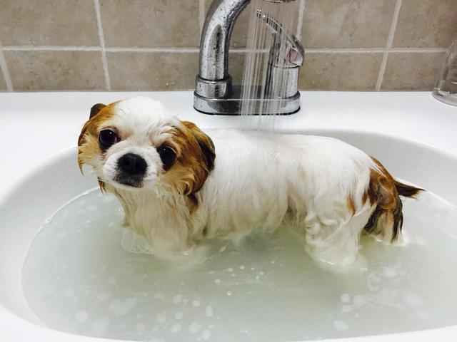 狗狗洗澡怎么洗,给小狗狗洗澡怎么洗,狗洗澡怎么洗？