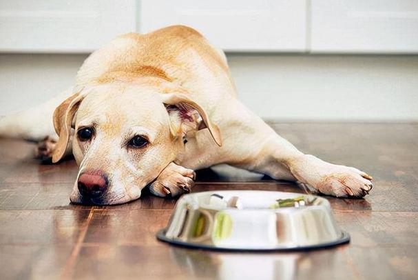为什么狗狗不吃饭,为什么狗狗不吃饭还逐渐消瘦,狗狗不吃饭怎么办？