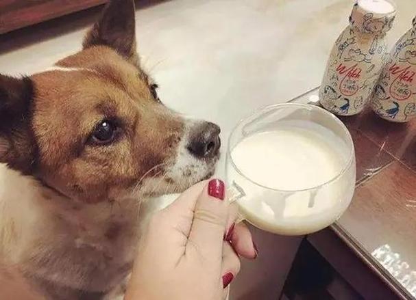 狗狗喝酸奶,狗狗喝酸奶好不好,能不能给狗狗吃酸奶？