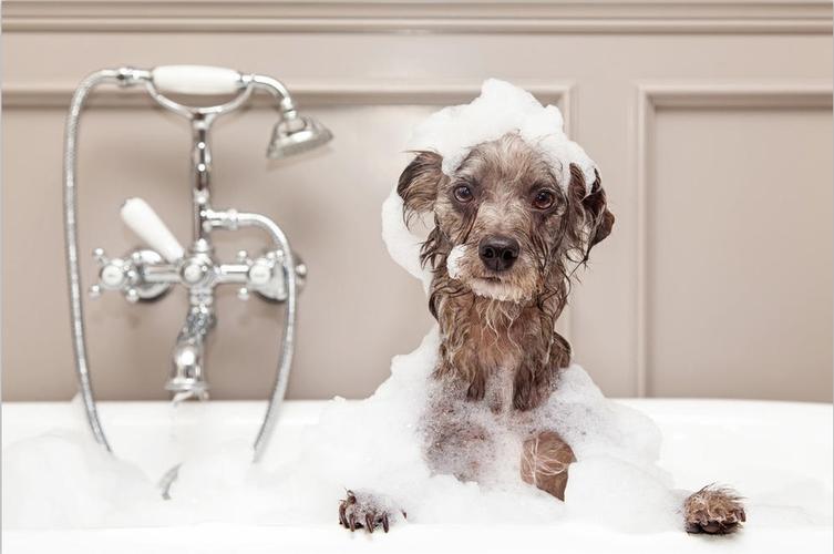 狗狗能洗澡吗,一个月的狗狗能洗澡吗,狗狗只用水洗澡可以吗？