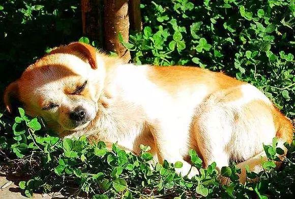 狗狗晒太阳,狗狗晒太阳的好处与坏处,狗一天要晒多长时间的太阳？