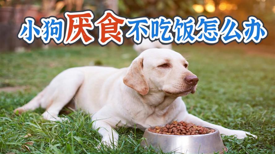 狗狗为什么不吃饭,狗狗为什么不吃饭精神也不好,为什么狗不出去玩也不吃饭呢？