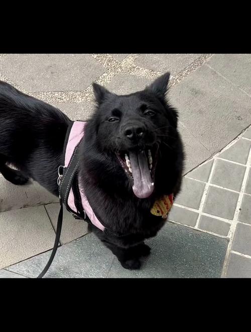 狗狗的舌头,狗狗的舌头是黑色的怎么回事,中华田园犬的舌头有多长？