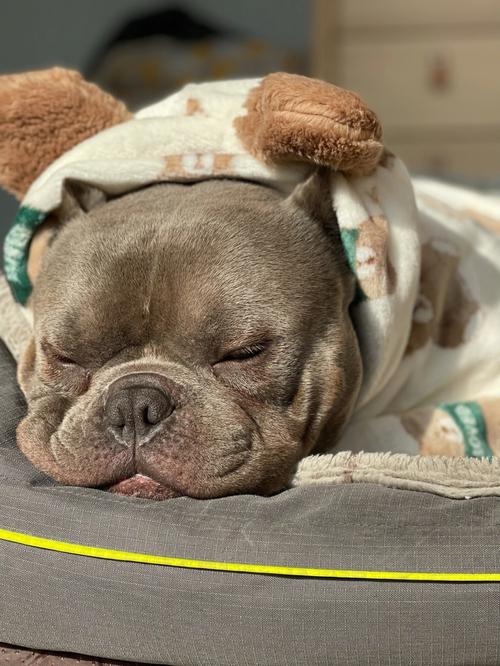 狗狗睡觉图片,狗狗睡觉图片搞笑,小狗睡觉能晒着太阳睡吗？
