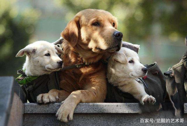 忠诚的狗狗,忠诚的狗狗说说,什么狗狗最忠诚？