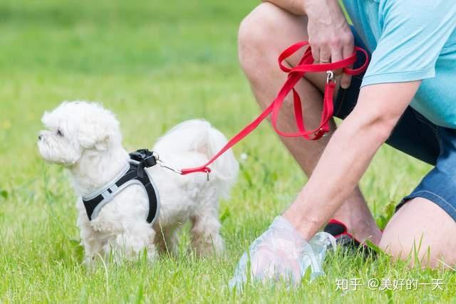 怎样训练狗狗,怎样训练狗狗定点大小便,成年犬怎么训练？