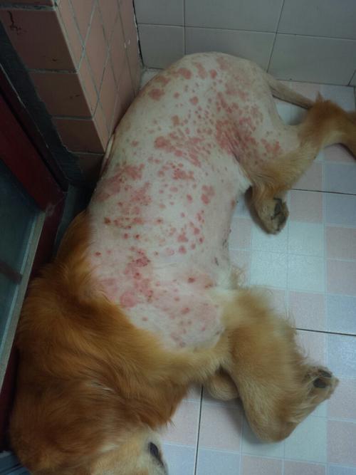 狗狗湿疹怎么办,狗狗湿疹怎么办 有什么方法治疗,金毛得湿疹了怎么办？