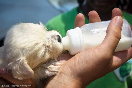 狗狗喝牛奶,狗狗喝牛奶可以吗,狗到底能不能喝牛奶补奶？