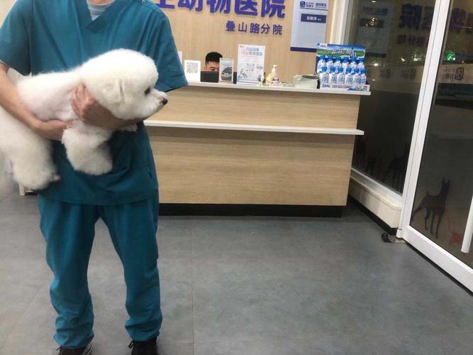 狗狗宠物医院,附近狗狗宠物医院,郑州市最有权威的宠物医院？