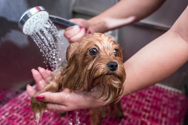 如何给狗狗洗澡,如何给狗狗洗澡教学,狗洗澡流程？