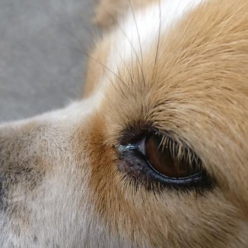 狗狗有眼屎,狗狗有眼屎怎么回事啊,狗狗眼睛有眼屎怎么办？