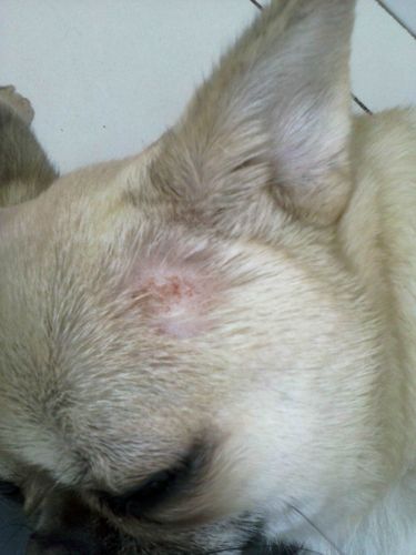 狗狗的皮肤病,狗狗的皮肤病会传染给人吗,狗狗皮肤病怎么治疗？