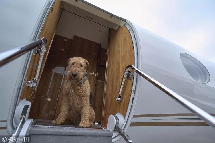 狗狗坐飞机,狗狗坐飞机托运需要什么手续,狗狗坐飞机会有危险吗？