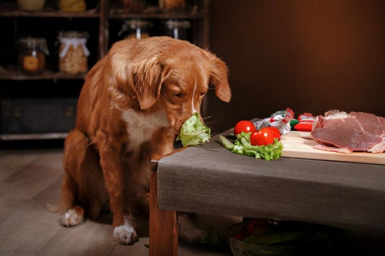 狗狗吃蔬菜,狗狗吃蔬菜是吃生的还是熟的,狗狗吃蔬菜和肉的比例？
