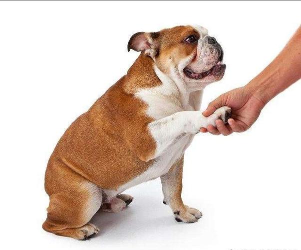 怎么教狗狗握手,怎么教狗狗握手训练,怎么训练狗狗“伸手”和“握手”呢？